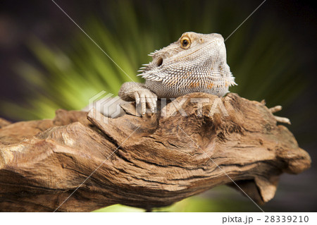 Lizard root, Bearded Dragon on green background 28339210