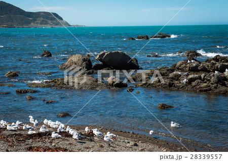 Rugged coastline of Kaikoura, New Zealand 28339557