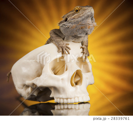 Human skull,Agama bearded, lizard background 28339761