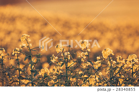 Canola flowers, colza. Rapeseed flowers 28340855
