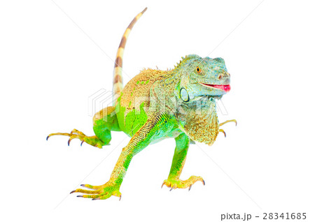 one green iguana one green iguana 28341685