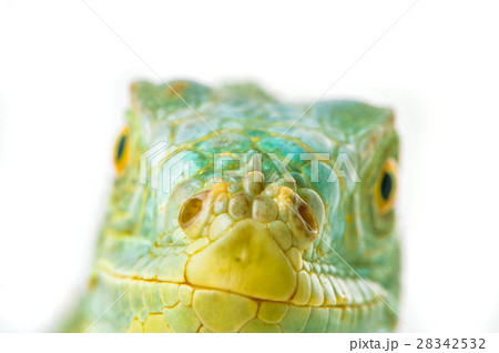 one green iguana one green iguana 28342532