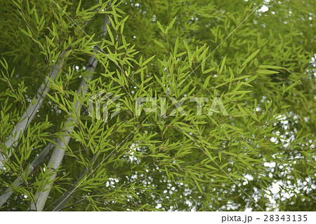 竹林・旧有備館および庭園(宮城県) 竹林・旧有備館および庭園(宮城県) 28343135