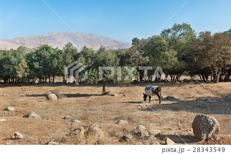 donkey grazing 28343549