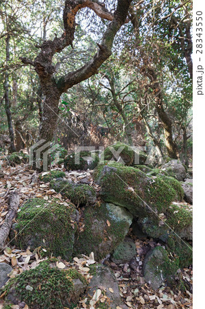stones covered with moss 28343550