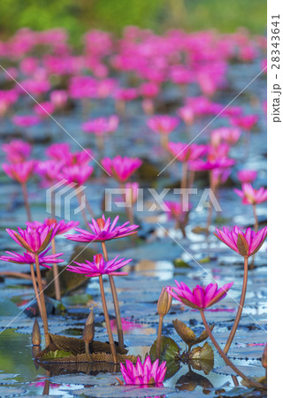The Lotus Flower The Lotus Flower 28343641