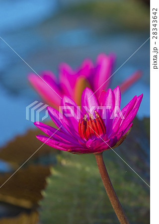 The Lotus Flower The Lotus Flower 28343642