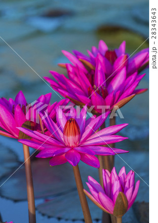 The Lotus Flower The Lotus Flower 28343643