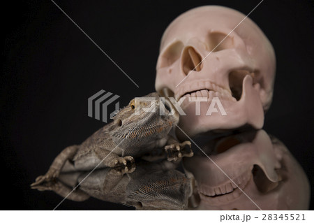 Skull, Agama bearded, lizard background Skull, Agama bearded, lizard background 28345521