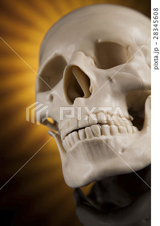 Human skull, black mirror background Human skull, black mirror background 28345608