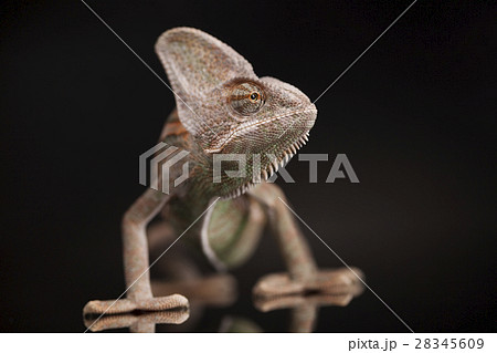 Chameleon lizard on black background Chameleon lizard on black background 28345609