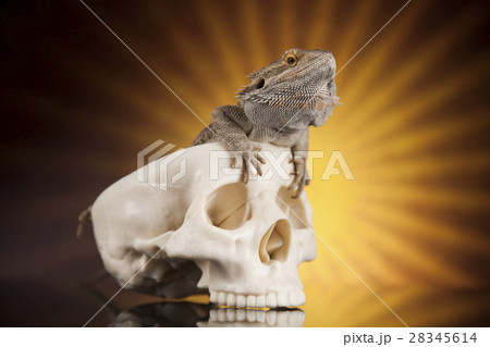 Lizard, human skull on black mirror background Lizard, human skull on black mirror background 28345614