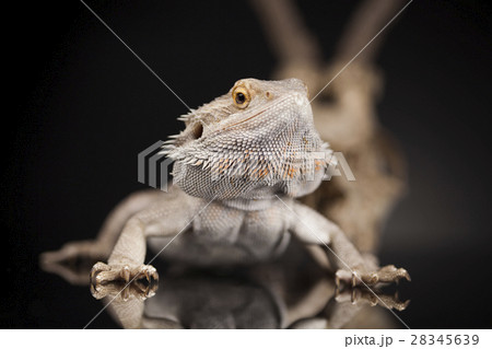 Lizard, Agama, Antlers, dragon and skull 28345639