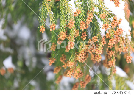 杉の雄花　2月 28345816