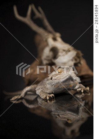 Animal Skull, Antlers, lizard on black mirror Animal Skull, Antlers, lizard on black mirror 28345894