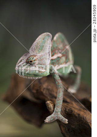 Chameleon on green mirror background Chameleon on green mirror background 28345909