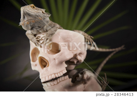 Human skull,Agama bearded, lizard background Human skull,Agama bearded, lizard background 28346413