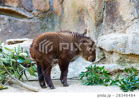 ゴールデンターキンの赤ちゃん ゴールデンターキンの赤ちゃん 28346484