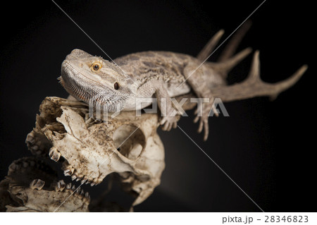 Lizard, Agama, Antlers, dragon and skull 28346823