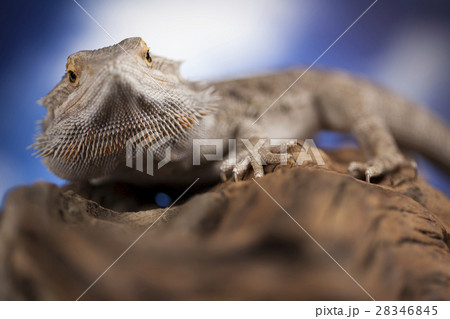 Agama bearded, pet on black background, reptile 28346845