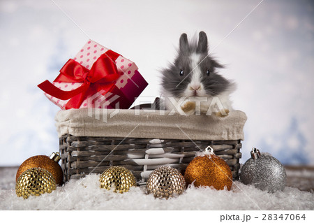 Animal, Rabbit, bunny on Christmas background 28347064