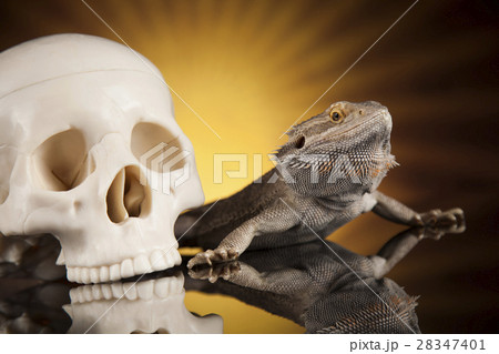 Lizard, Agama, dragon and skullの写真素材 [28347401] - PIXTA