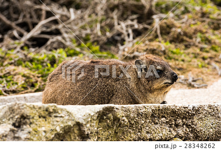 Rock dassie on the rock in South Africa 28348262