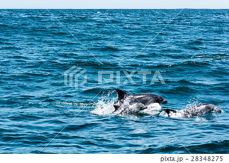 Dolphin family playing in the water Dolphin family playing in the water 28348275