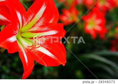 花 フラワー お花 28348373