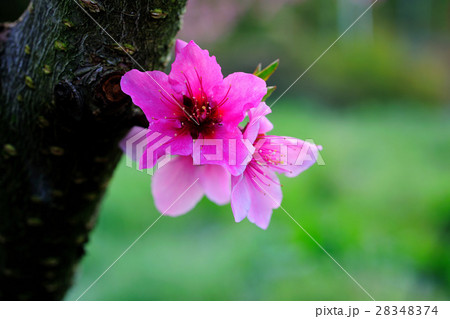 花 フラワー お花 28348374