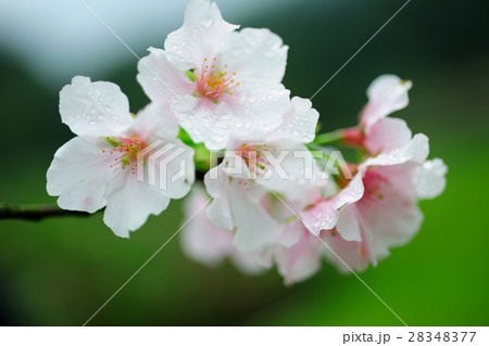 花 フラワー お花 28348377