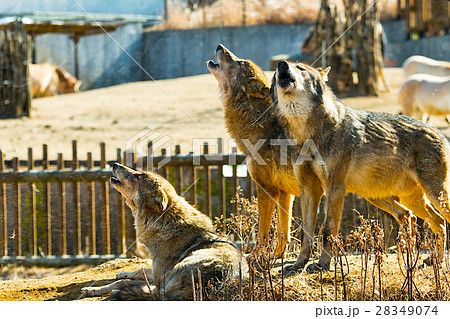 オオカミの遠吠え 28349074