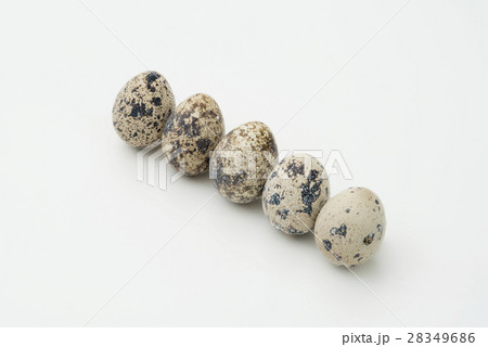 うずらの卵、整列 28349686