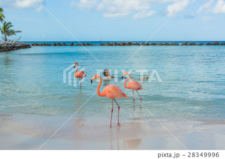 Flamingos beach. Aruba Flamingos beach. Aruba 28349996
