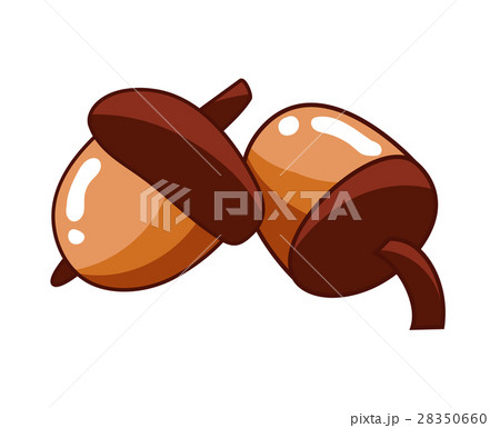 acorn isolated illustration 28350660