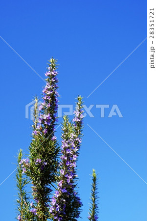 ローズマリー 28351721