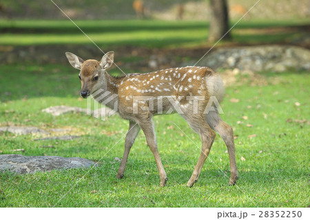 奈良公園の子鹿 28352250