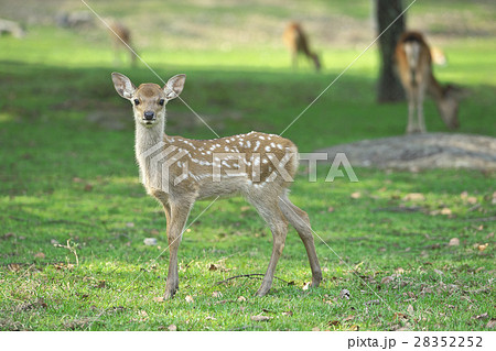 奈良公園の子鹿の写真素材