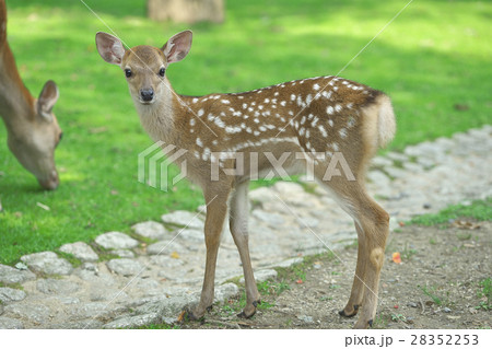 奈良公園の子鹿 28352253