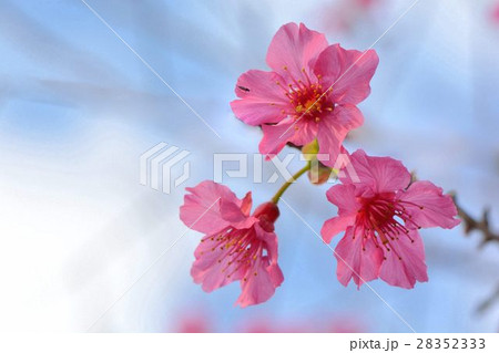 台湾 桜 さくら 28352333