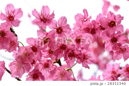 台湾 桜 さくら 28352340