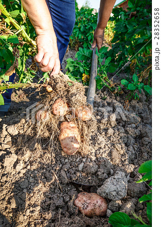 Young potato in soil 28352658