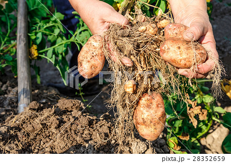 Young potato in soil Young potato in soil 28352659