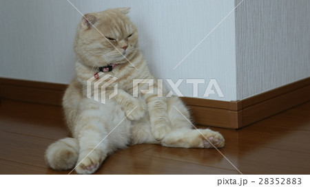 スコ座り 28352883