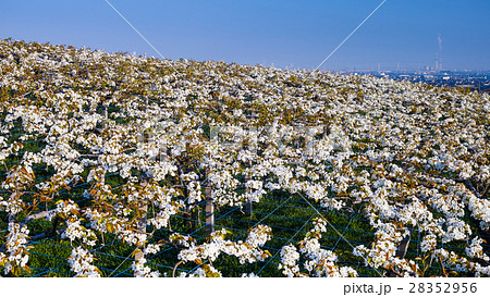 富山_満開の呉羽梨の花 富山_満開の呉羽梨の花 28352956