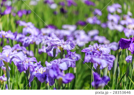花菖蒲 花菖蒲 28353646
