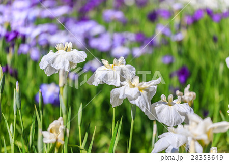 花菖蒲 28353649