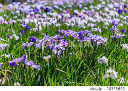 花菖蒲 28353666