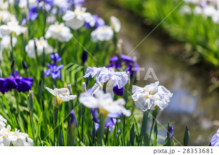 花菖蒲 花菖蒲 28353681