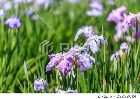 花菖蒲 28353684